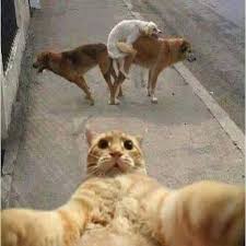 gatito audaz.jpg