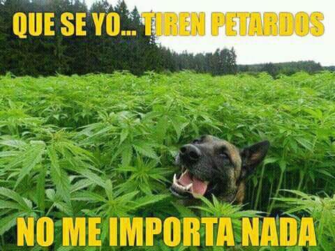 mi perro!!!.jpg