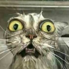 gato mojado.jpg