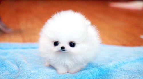 tierno.jpg